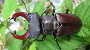 Beetle jelen: popis prvků druhů (fotografie)